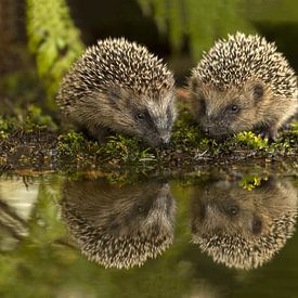 Hedgehogs at the water's edge by Jan Dolfing