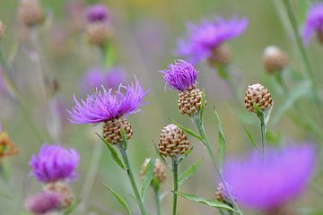 distel in de wind van Mieke Verkennis