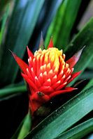 Tropische Blume