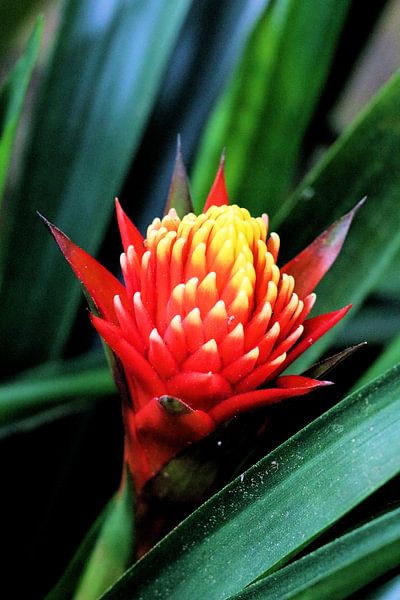 Tropical flower by Michiel piet