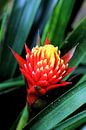 Tropical flower by Michiel piet thumbnail