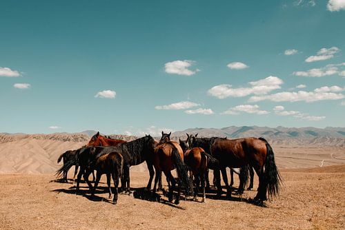 Paarden van Kirgizië