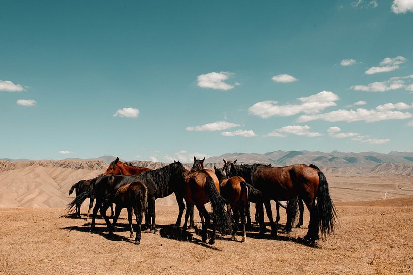 Horses of Kyrgyzstan by Kimberley Jekel