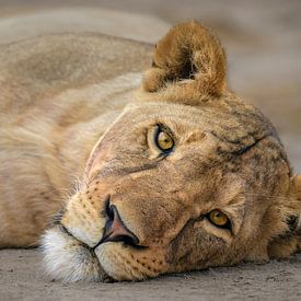 Portrait of a lazy lioness by Richard Guijt Photography