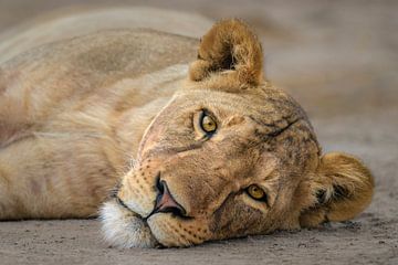 Portrait d'une lionne paresseuse