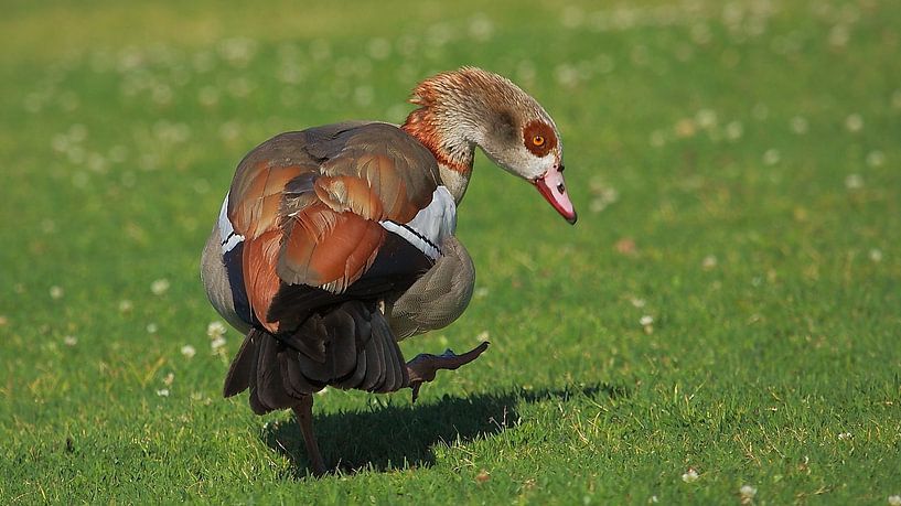 Nijlgans par Ruud Lobbes