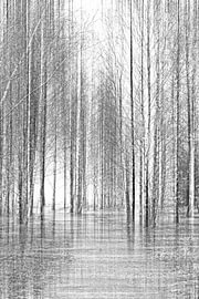 Birkenwald, Weg durch den Wald