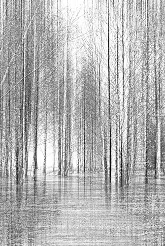 Chemin à travers la forêt de bouleaux sur Violetta Honkisz