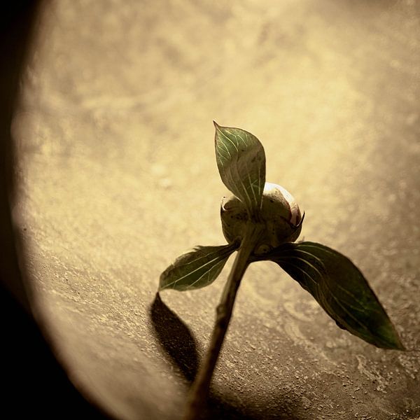 Blume in der Schale von Joyce Kepers