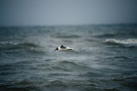 Seemöwe über der Nordsee, Noordwijk von Yanuschka Fotografie | Noordwijk Miniaturansicht