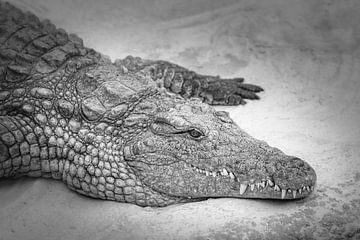 Krokodil im Sand von Cindy van der Sluijs