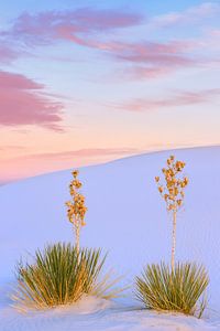 White Sands National Monument, New Mexico, USA