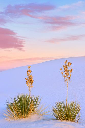 White Sands National Park, New Mexico, USA