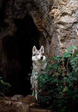 wolfdog by Laura Vollering