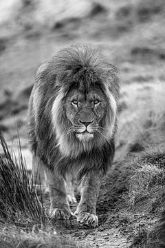 Adult male lion walks towards the camera by Photo and Art