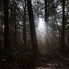 sunbeams in the forest van Koen Ceusters