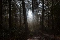 des rayons de soleil dans la forêt par Koen Ceusters Aperçu