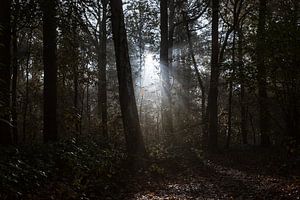 sunbeams in the forest van Koen Ceusters