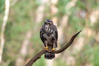 Niederländischer Raubvogel in Bildern