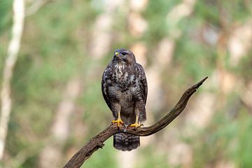 Nederlandse roofvogel in beeld van Björn van den Berg