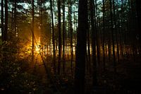 Morning light in the forest