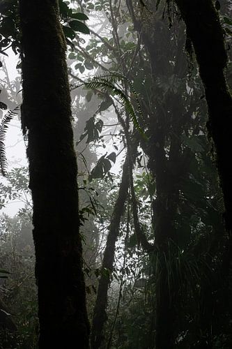 Monteverde Cloud Forest – Het Nevelwoud van Costa Rica