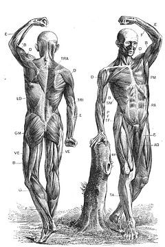 Menselijke anatomie van Pixel4ormer