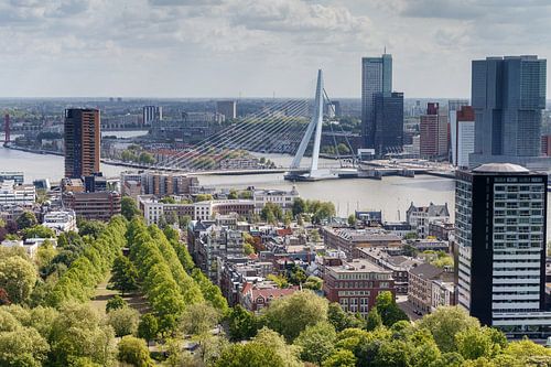 Erasmus bridge. by Menno Schaefer