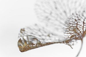 Goutte sur une fleur d'hortensia morte