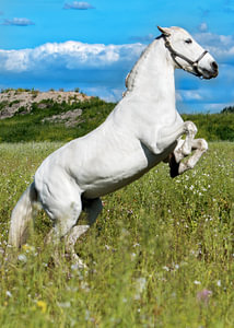 Andalusisch paard (PRE) steigerend