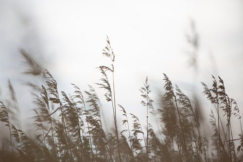 Lärmendes Schilfrohr III