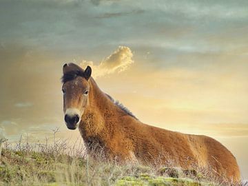 Konikpaard zonsondergang van WeVaFotografie