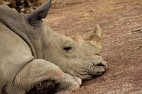 Neushoorn