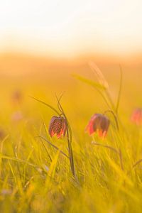 Fritillaria meleagris auf einer Wiese während eines schönen Frühlings-Sonnenaufgangs