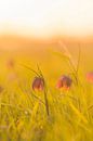 Fritillaria meleagris in een weide tijdens een mooie voorjaarszonsopgang van Sjoerd van der Wal Fotografie thumbnail