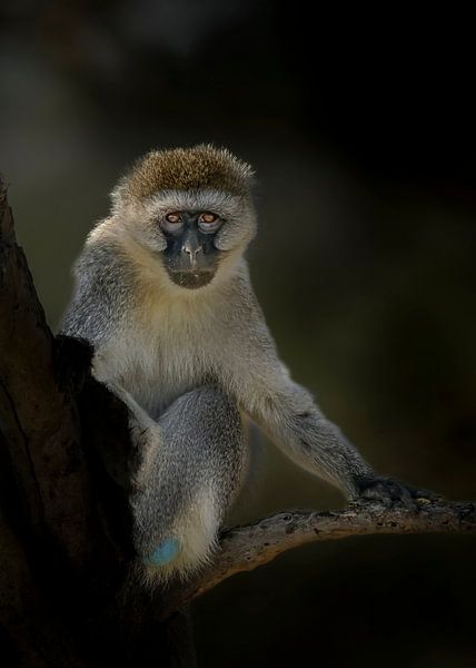 Les yeux indiscrets d'un singe Vervet curieux en Tanzanie. par Erwin Floor