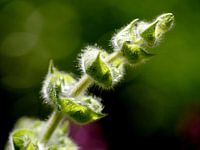 flower buds sage