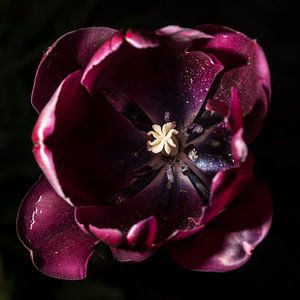 Tulp