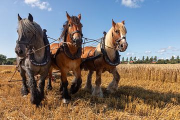 Demonstratie tarwe oogsten met driespan trekpaarden. van Bram van Broekhoven