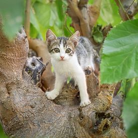 Kitten looking out of a Tree by Katho Menden