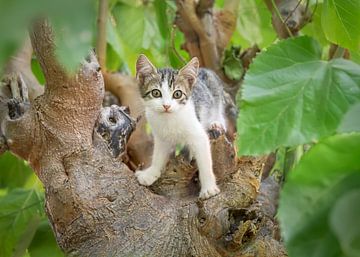 Kitten looking out of a Tree