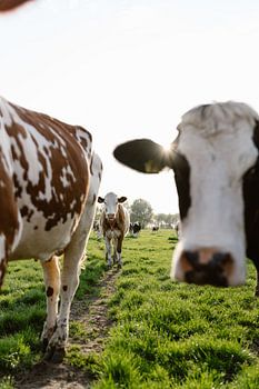 Neugierig auf dem Kuhpfad