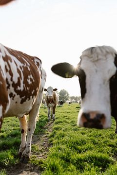Neugierig auf dem Kuhpfad von Anne van Wijk