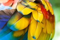 Yellow-winged Macaw by Dennis Van Den Elzen thumbnail