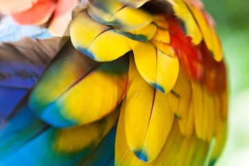 Yellow-winged Macaw by Dennis Van Den Elzen