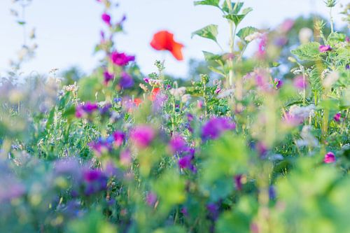Wilde Bloemen Foto Canvas – Klaproos Zomerbloemen Wanddecoratie 07