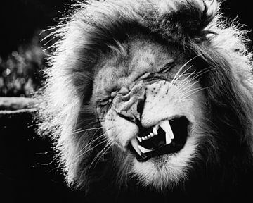 Löwen grunzen! von Eric van Horrik