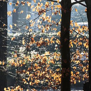 La lumière du soleil à travers les feuilles