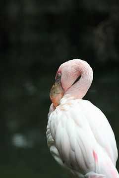 flamingo van Barry van Strien
