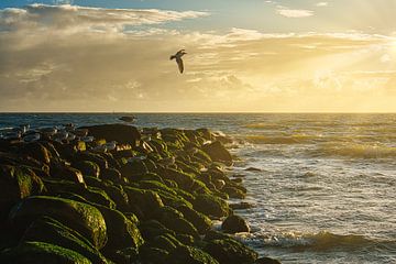 Op Blåvand strand stenen kribben bij zonsondergang van Martin Köbsch